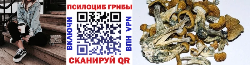 Купить где  Малмыж  Псилоцибиновые грибы Psilocybine cubensis 